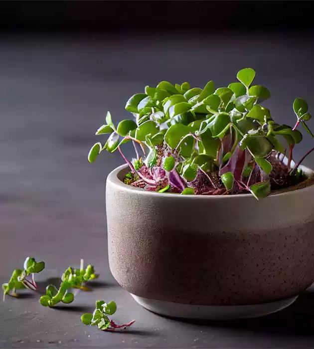 Microgreens