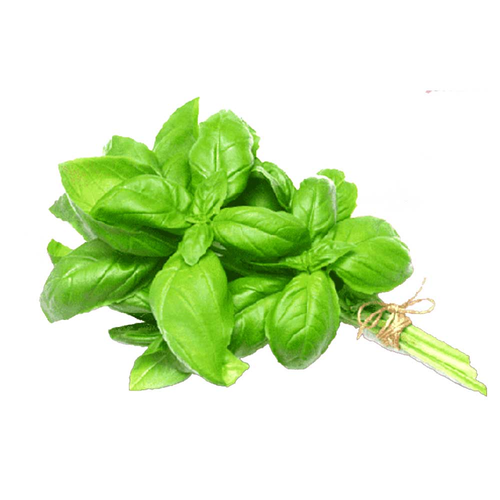 Basil Classic Italian Seeds