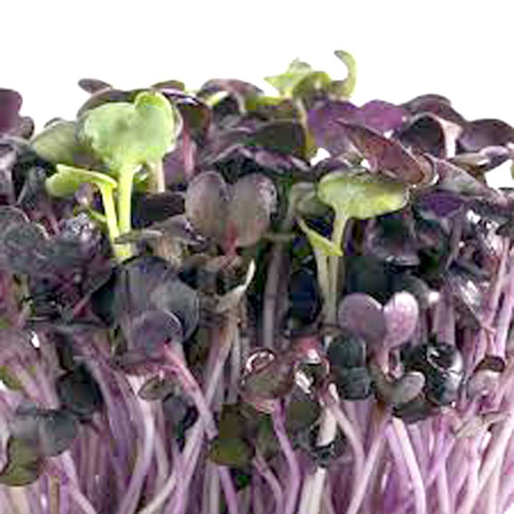 Radish Purple Sango Seeds
