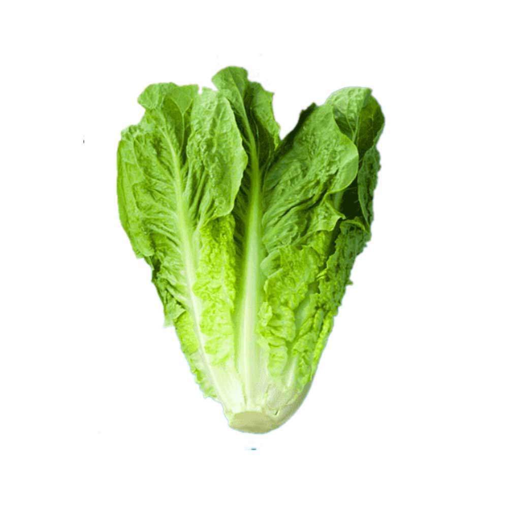 Lettuce Cos Seeds