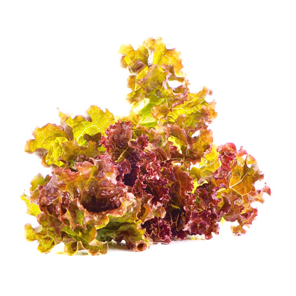Lettuce Lolla Rosso Seeds