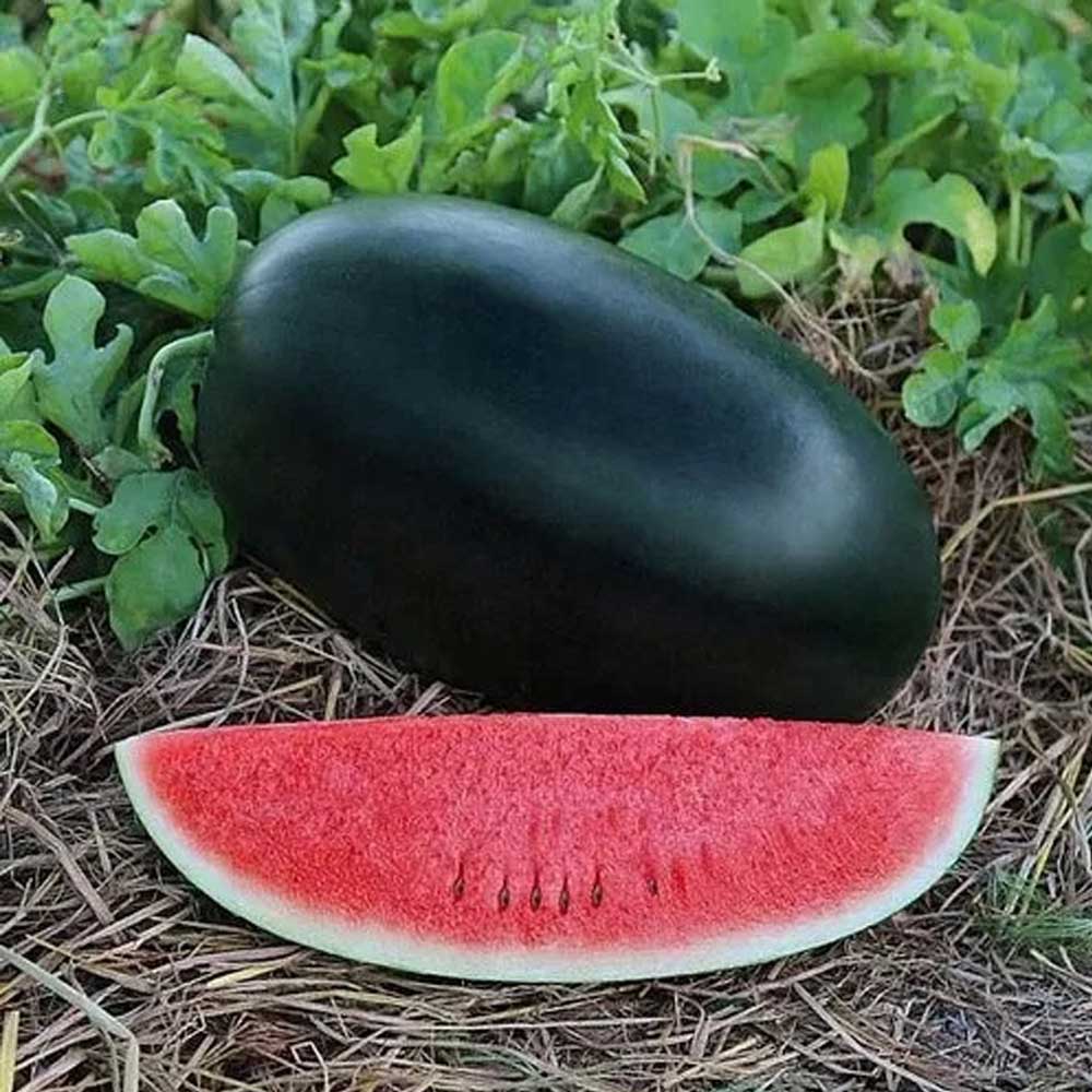 Watermelon Black Seeds