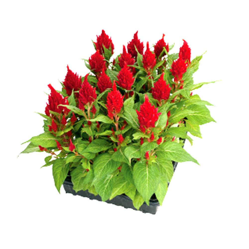 Celosia Glorious Red Seeds