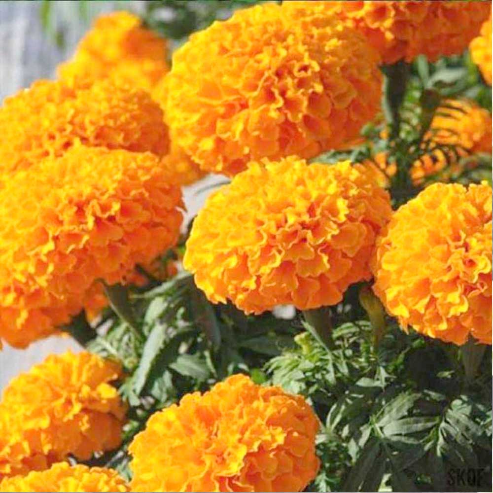 Marigold Inca Orange Seeds