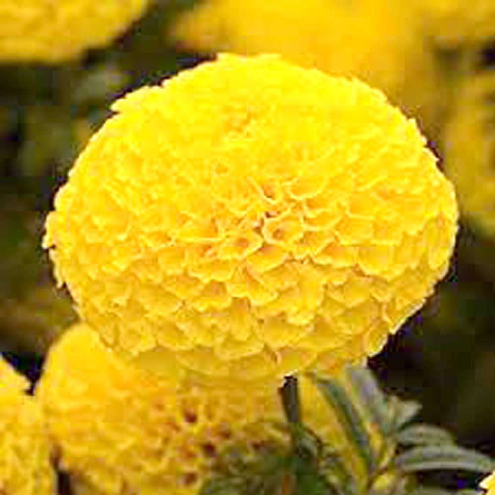 Marigold Inca Yellow Seeds