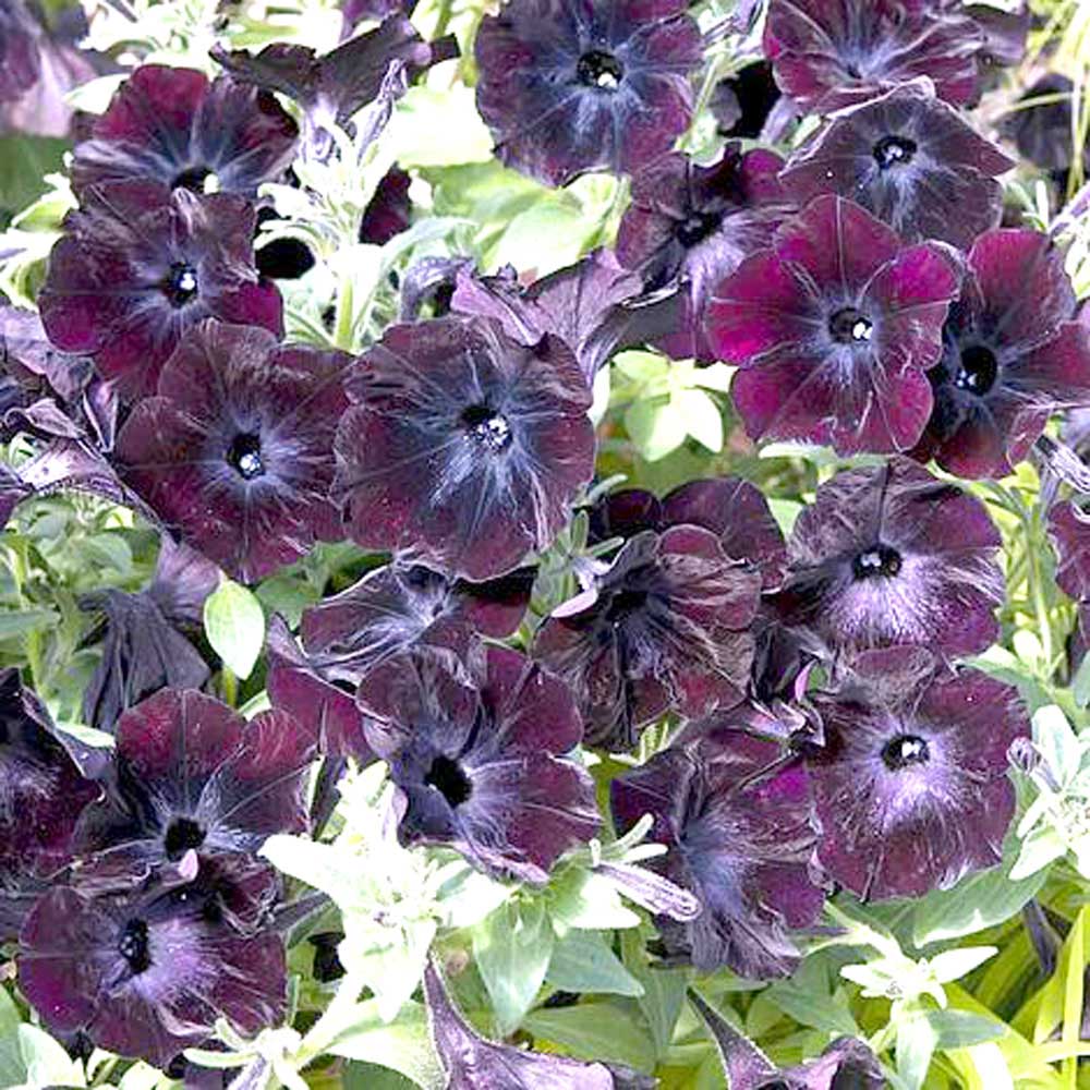 Petunia Debonair Black Cheery Seeds