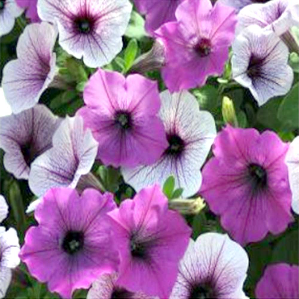 Petunia Easy Wave Mix PL Pudding Seeds