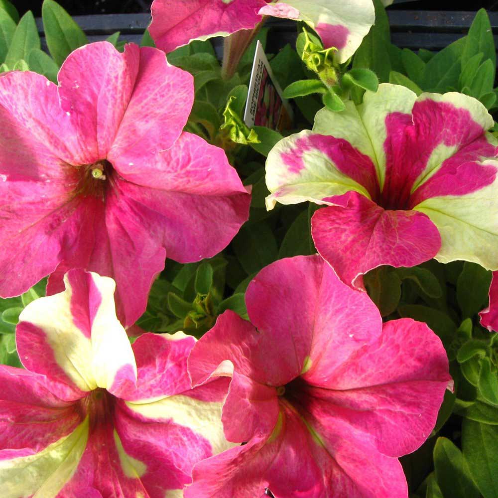 Petunia Sophistica Lime BCOL Seeds