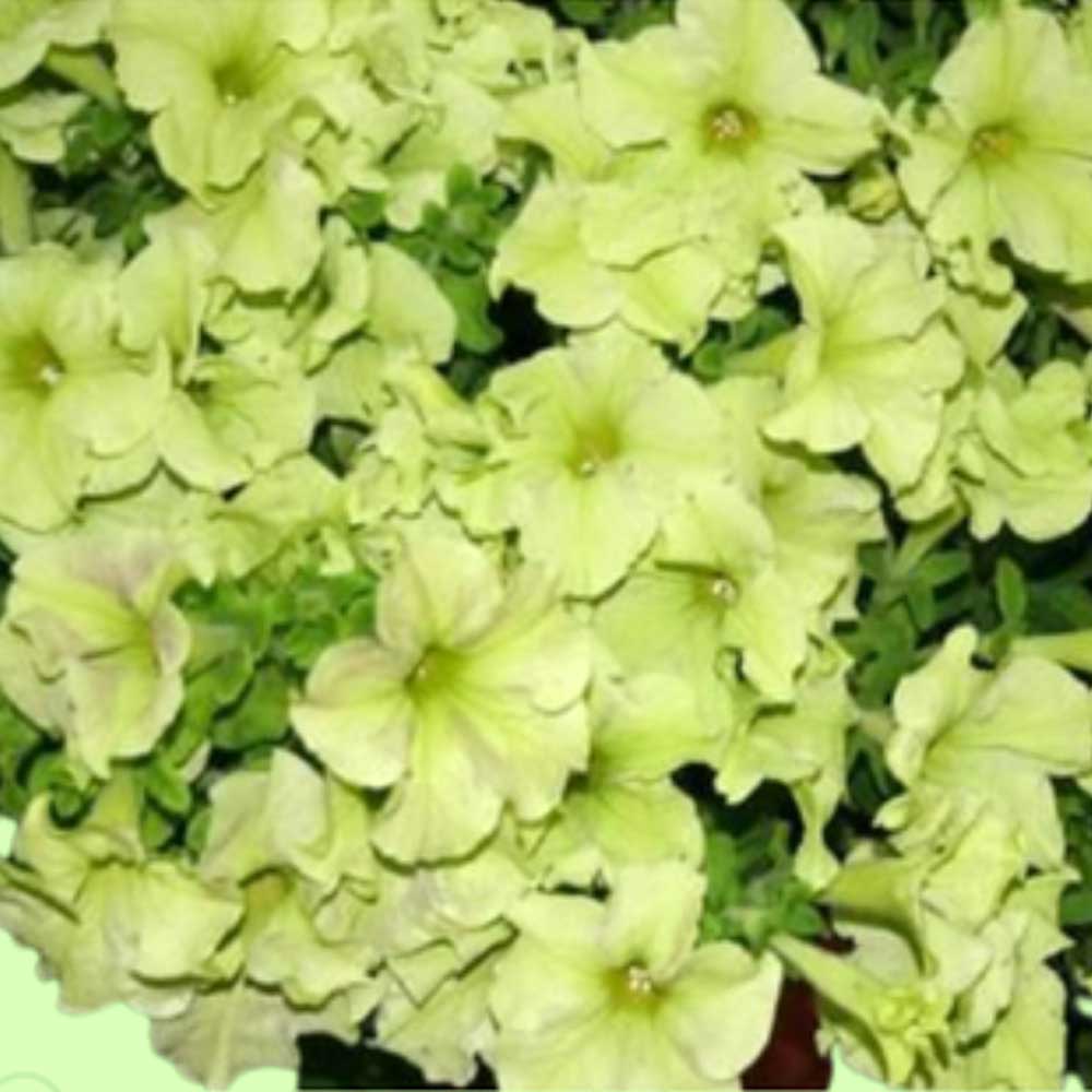 Petunia Sophistica Lime Green Seeds