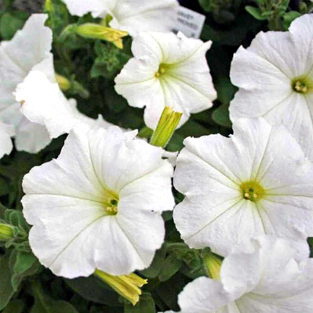 Petunia supcasade white Seeds
