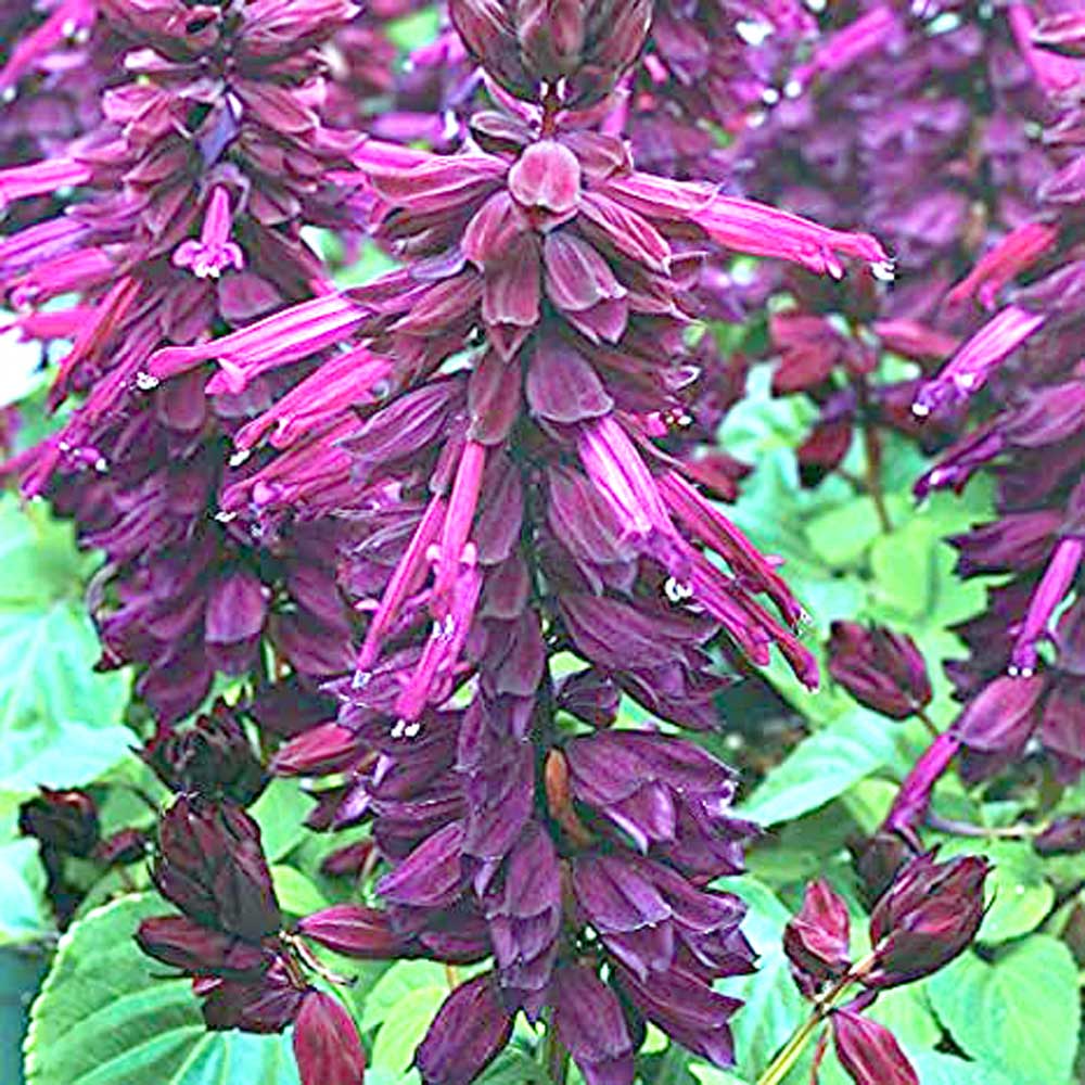Salvia Vista Purple Seeds