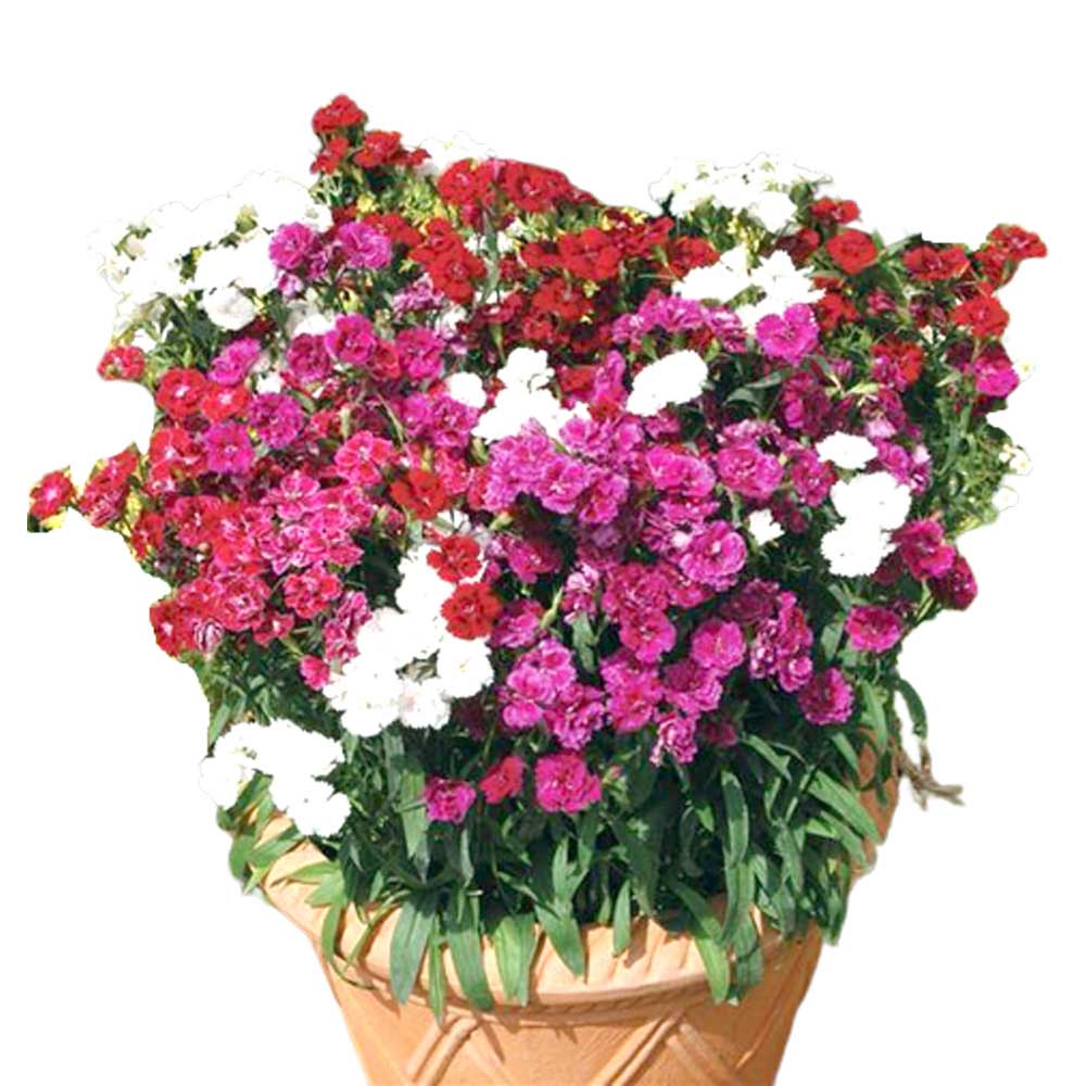 Dianthus F1 Double Dynasty Mix Seeds