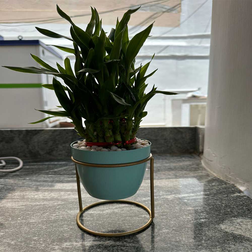 Desktop Planter With Stand